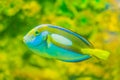 Cute Pacific regal blue tang fish (Paracanthurus hepatus) is swimming in aquarium. Paracanthurus hepatus is a species Royalty Free Stock Photo