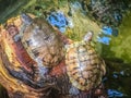 Cute Painted terrapin turtle (Batagur borneoensis) that forehead Royalty Free Stock Photo