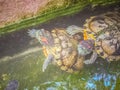 Cute Painted terrapin turtle (Batagur borneoensis) that forehead Royalty Free Stock Photo