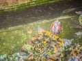 Cute Painted terrapin turtle (Batagur borneoensis) that forehead Royalty Free Stock Photo