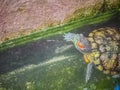 Cute Painted terrapin turtle (Batagur borneoensis) that forehead Royalty Free Stock Photo