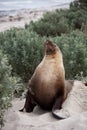 Portrait of enormous male Australian sea lion, Neophoca cinerea, posing on the beach at Seal Bay, Kangaroo Island, South Australia Royalty Free Stock Photo