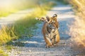 Cute pair of Bengal tiger cubs on a walk behind each other closeup Royalty Free Stock Photo