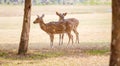 Cute Pair of Deers in the Park