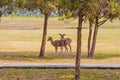 Cute Pair of Deers in the Park