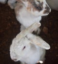 Pair of Fluffy Wild Rabbits Standing on Hind Legs
