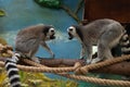 A cute pair of lemurs sits on a tree branch indoors at the zoo. Beautiful lemurs with lush striped tails are sitting on Royalty Free Stock Photo