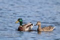 A Cute Pair of Mallard Ducks Swimming Together on a Blue Lake Royalty Free Stock Photo