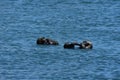 Cute Pair of Sea Otters Playing with their Flippers