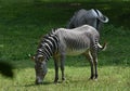 Cute pair of striped zebras grazing on grass