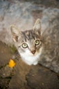 Cute pale gray kitten autumnnal portrait. Cat face closeup. Cute domestic animals. Kitty relaxed in autumn Royalty Free Stock Photo