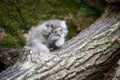 Cute pallas cat kitten playing