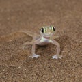 Cute Palmato gecko lizard front view