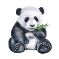 Cute panda with bamboo isolated on white background. Bear. Watercolor. Illustration