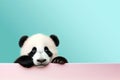 Cute panda bear above empty banner looking at camera. Panda World wildlife day or National panda day banner. Copy space.