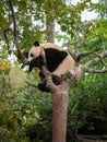 Cute panda bear resting on a green tree. France