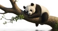 Cute panda bear sleeping peacefully on a tree branch above water Royalty Free Stock Photo