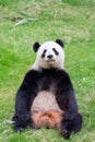 Cute Panda Bear Royalty Free Stock Photo