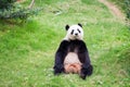 Cute Panda Bear