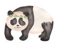 Cute Panda bear wild animal  in cartoon style. Isolated on white background Royalty Free Stock Photo