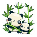 Cute panda bears mother and baby in bamboo forest. Cartoon animal family characters for kids and children Royalty Free Stock Photo