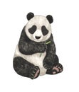 Cute panda cartoon illustration drawing white background