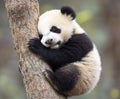 A cute panda cub sleeping on a tree Royalty Free Stock Photo