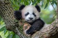 A cute panda cub sleeping in the tree, high definition photography Royalty Free Stock Photo