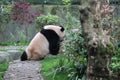 A cute panda is drinking water Royalty Free Stock Photo