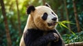Cute Panda Eating Bamboo in Forest Among Greenery Royalty Free Stock Photo