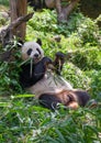 Cute panda eating bamboo leaves Royalty Free Stock Photo