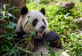 Cute panda eating bamboo leaves Royalty Free Stock Photo