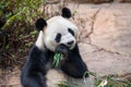 Cute panda eating bamboo leaves Royalty Free Stock Photo