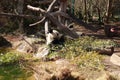 Cute Panda eating bamboo in Schonbrunn Tiergarten Vienna Austria Royalty Free Stock Photo