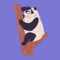 Cute panda gazing. Happy Asian bear sitting and search on tree, fluffy plump animal look at nature, furry interested