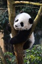 Cute panda kung fu panda Ailuropoda melanoleuca zoo protection animal wildlife