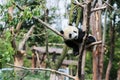 Cute panda kung fu panda Ailuropoda melanoleuca zoo protection animal wildlife