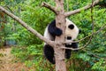 Cute panda kung fu panda Ailuropoda melanoleuca zoo protection animal wildlife