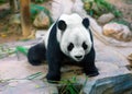 Cute panda kung fu panda Ailuropoda melanoleuca zoo protection animal wildlife