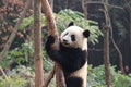 Cute panda kung fu panda Ailuropoda melanoleuca zoo protection animal wildlife