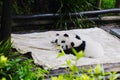 Cute panda kung fu panda Ailuropoda melanoleuca zoo protection animal wildlife