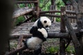 Cute panda kung fu panda Ailuropoda melanoleuca zoo protection animal wildlife