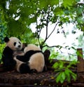 Cute panda kung fu panda Ailuropoda melanoleuca zoo protection animal wildlife