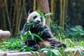 Cute panda sitting and eating bamboo