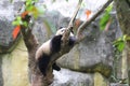 A cute panda sleeping on the tree