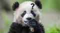 Cute Panda Thinking And Confused . Generative Ai Royalty Free Stock Photo