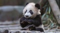 Cute Panda Thinking And Confused . Generative Ai Royalty Free Stock Photo