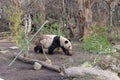 Cute panda in Vienna zoo Schoenbrunn Royalty Free Stock Photo