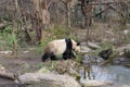 Cute panda in Vienna zoo Schoenbrunn Royalty Free Stock Photo