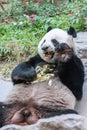 Panda Eating Fresh Bamboo in Mouth.